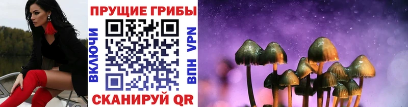где купить наркоту Ртищево Галлюциногенные грибы Magic Shrooms